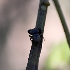 Simaethula sp. (genus) at O'Connor, ACT - 8 Oct 2023