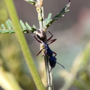 Camponotus suffusus at O'Connor, ACT - 8 Oct 2023