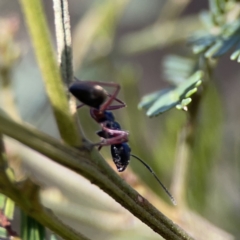Camponotus suffusus at O'Connor, ACT - 8 Oct 2023