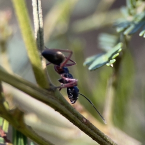 Camponotus suffusus at O'Connor, ACT - 8 Oct 2023 03:26 PM