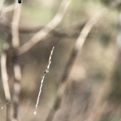 Araneinae (subfamily) (Orb weaver) at O'Connor, ACT - 8 Oct 2023 by Hejor1