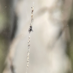 Araneinae (subfamily) at O'Connor, ACT - 8 Oct 2023 03:24 PM