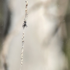 Araneinae (subfamily) at O'Connor, ACT - 8 Oct 2023 03:24 PM