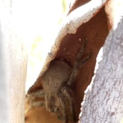 Sparassidae (family) (A Huntsman Spider) at Bruce Ridge - 8 Oct 2023 by Hejor1