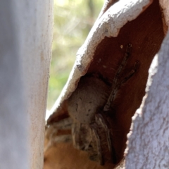 Sparassidae (family) at O'Connor, ACT - 8 Oct 2023 03:19 PM