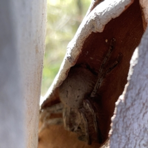 Sparassidae (family) at O'Connor, ACT - 8 Oct 2023 03:19 PM