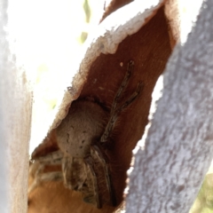 Sparassidae (family) at O'Connor, ACT - 8 Oct 2023 03:19 PM