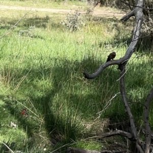 Platycercus elegans at O'Connor, ACT - 8 Oct 2023