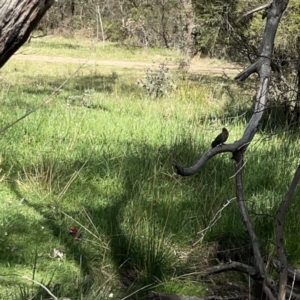 Platycercus elegans at O'Connor, ACT - 8 Oct 2023