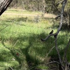 Platycercus elegans at O'Connor, ACT - 8 Oct 2023