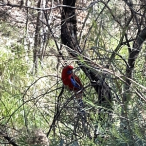 Platycercus elegans at O'Connor, ACT - 8 Oct 2023