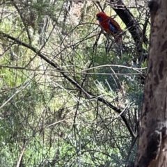 Platycercus elegans at O'Connor, ACT - 8 Oct 2023