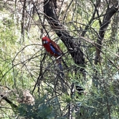 Platycercus elegans at O'Connor, ACT - 8 Oct 2023