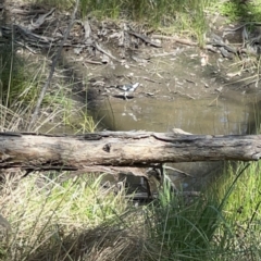 Grallina cyanoleuca (Magpie-lark) at O'Connor, ACT - 8 Oct 2023 by Hejor1