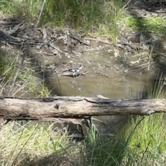 Grallina cyanoleuca at O'Connor, ACT - 8 Oct 2023 03:00 PM