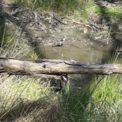 Grallina cyanoleuca at O'Connor, ACT - 8 Oct 2023