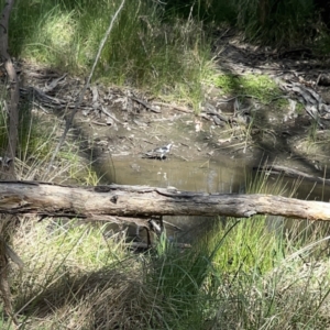 Grallina cyanoleuca at O'Connor, ACT - 8 Oct 2023 03:00 PM