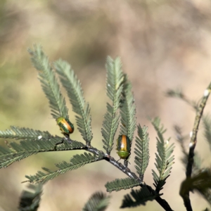 Calomela parilis at O'Connor, ACT - 8 Oct 2023 02:50 PM