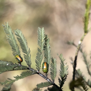 Calomela parilis at O'Connor, ACT - 8 Oct 2023 02:50 PM