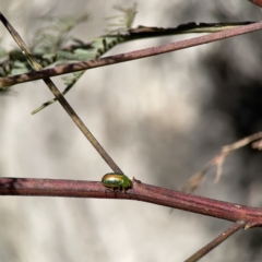 Calomela parilis at O'Connor, ACT - 8 Oct 2023