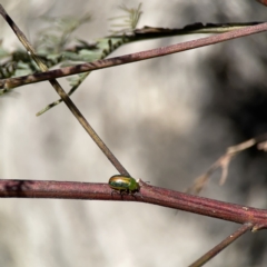 Calomela parilis at O'Connor, ACT - 8 Oct 2023 02:50 PM