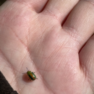 Calomela parilis at O'Connor, ACT - 8 Oct 2023 02:50 PM