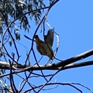 Pardalotus punctatus at O'Connor, ACT - 8 Oct 2023