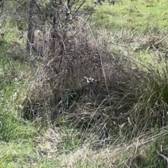 Manorina melanocephala at O'Connor, ACT - 8 Oct 2023