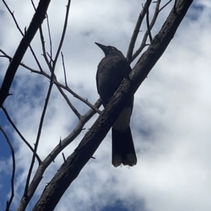 Strepera graculina at O'Connor, ACT - 8 Oct 2023