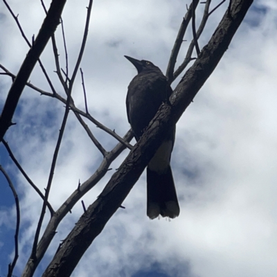 Strepera graculina (Pied Currawong) at Bruce Ridge - 8 Oct 2023 by Hejor1