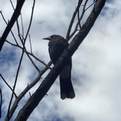 Strepera graculina at O'Connor, ACT - 8 Oct 2023