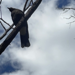 Strepera graculina at O'Connor, ACT - 8 Oct 2023