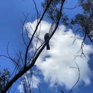 Strepera graculina at O'Connor, ACT - 8 Oct 2023