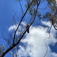 Strepera graculina at O'Connor, ACT - 8 Oct 2023 02:24 PM