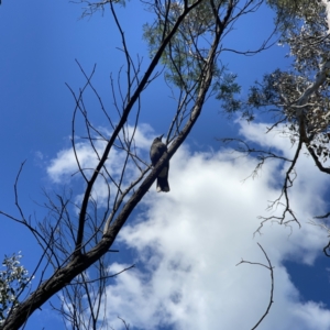 Strepera graculina at O'Connor, ACT - 8 Oct 2023