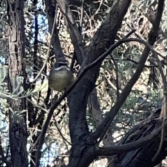 Sericornis frontalis (White-browed Scrubwren) at O'Connor, ACT - 8 Oct 2023 by Hejor1