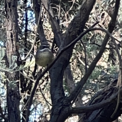 Sericornis frontalis (White-browed Scrubwren) at O'Connor, ACT - 8 Oct 2023 by Hejor1