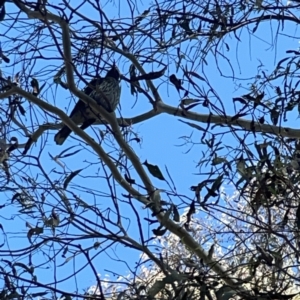 Oriolus sagittatus at O'Connor, ACT - 8 Oct 2023