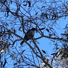 Oriolus sagittatus at O'Connor, ACT - 8 Oct 2023