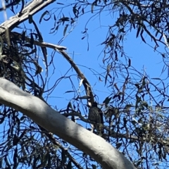 Oriolus sagittatus at O'Connor, ACT - 8 Oct 2023