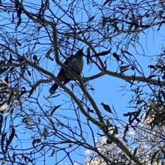 Oriolus sagittatus at O'Connor, ACT - 8 Oct 2023