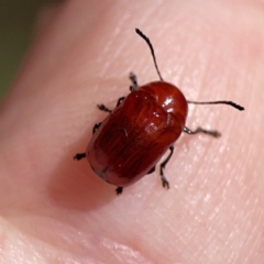 Aporocera (Aporocera) haematodes (A case bearing leaf beetle) at O'Connor, ACT - 8 Oct 2023 by Hejor1