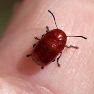 Aporocera (Aporocera) haematodes at O'Connor, ACT - 8 Oct 2023