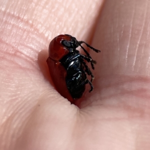 Aporocera (Aporocera) haematodes at O'Connor, ACT - 8 Oct 2023