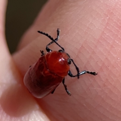 Aporocera (Aporocera) haematodes at O'Connor, ACT - 8 Oct 2023