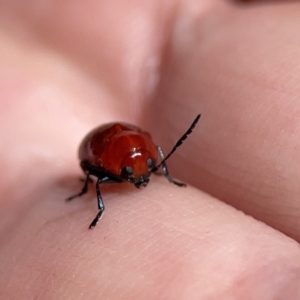 Aporocera (Aporocera) haematodes at O'Connor, ACT - 8 Oct 2023