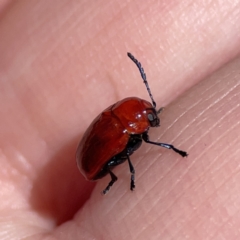 Aporocera (Aporocera) haematodes at O'Connor, ACT - 8 Oct 2023 02:44 PM