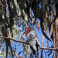 Callocephalon fimbriatum (Gang-gang Cockatoo) at Watson Green Space - 8 Oct 2023 by AniseStar