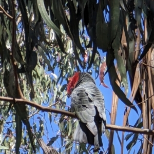 Callocephalon fimbriatum at Watson, ACT - suppressed