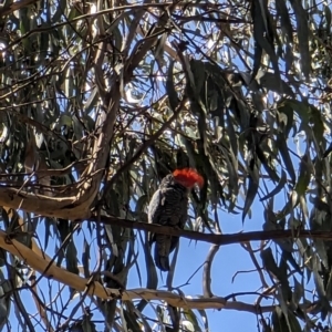 Callocephalon fimbriatum at Watson, ACT - suppressed